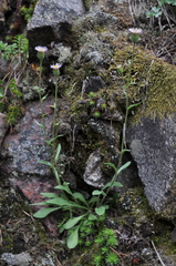 Erigeron lonchophyllus