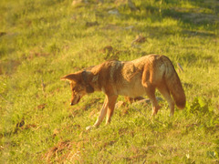 Canis latrans