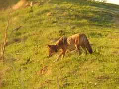 Canis latrans