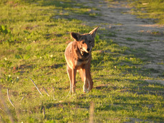 Canis latrans
