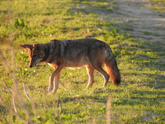 Canis latrans