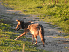 Canis latrans