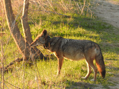 Canis latrans