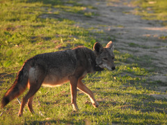 Canis latrans