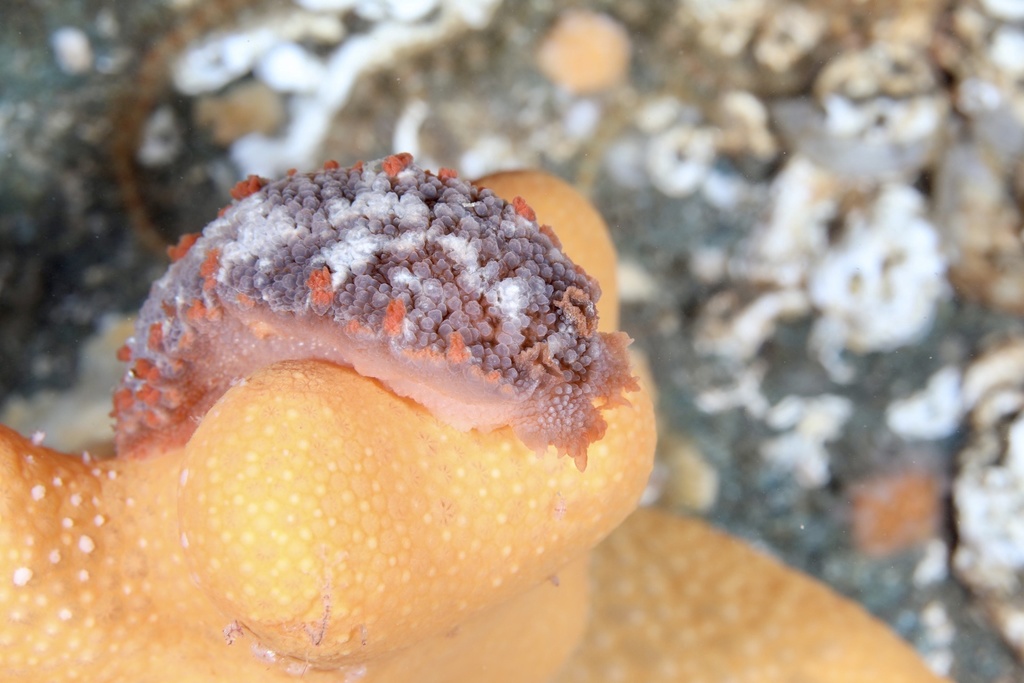 Tritonia hombergii