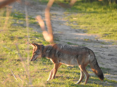 Canis latrans