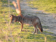 Canis latrans