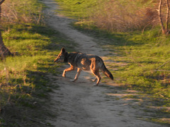 Canis latrans