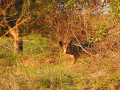 Canis latrans