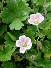 Geranium traversii