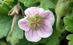 Geranium traversii