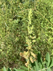Tephrosia zoutpansbergensis