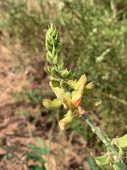 Tephrosia zoutpansbergensis