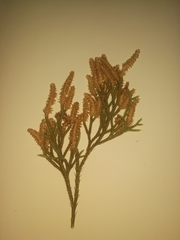 Lycopodium deuterodensum