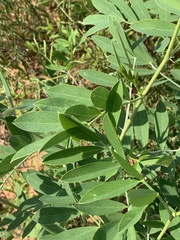 Tephrosia zoutpansbergensis