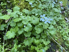 Kumlienia hystricula