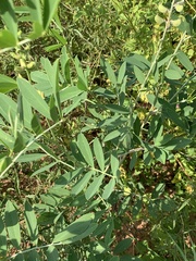 Tephrosia zoutpansbergensis