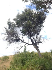 Prunus serotina capuli