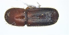 Xyleborus bispinatus image