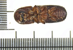 Xyleborus bispinatus image