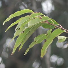 Prunus serotina capuli