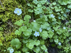 Kumlienia hystricula
