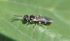 Clitemnestra