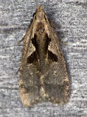 Dichomeris bilobella