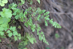 Adiantum excisum