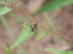 Compsocryptus melanostigma