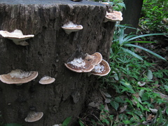 Fungi