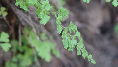 Adiantum excisum