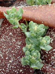 Atriplex billardierei