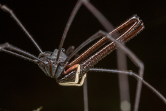 Pantopsalis cheliferoides