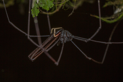 Pantopsalis cheliferoides