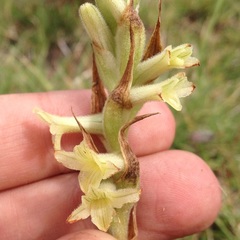 Dichromanthus michuacanus