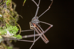 Pantopsalis cheliferoides