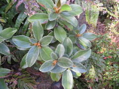 Brachyglottis elaeagnifolia