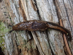 Hemphillia camelus