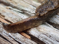 Hemphillia camelus