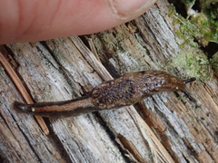 Hemphillia camelus
