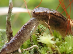 Hemphillia camelus