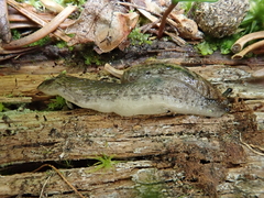 Hemphillia camelus