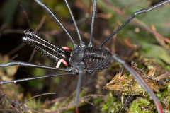 Pantopsalis cheliferoides