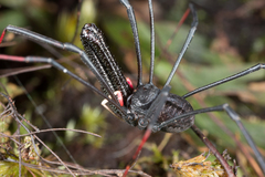 Pantopsalis cheliferoides