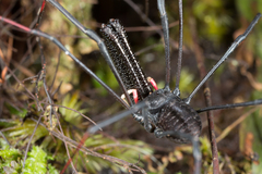 Pantopsalis cheliferoides