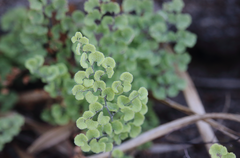 Adiantum chilense scabrum