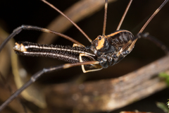 Forsteropsalis wattsi