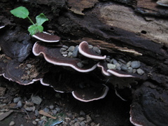 Fungi
