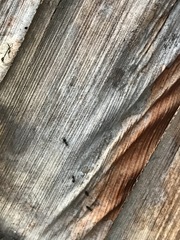 Technomyrmex difficilis